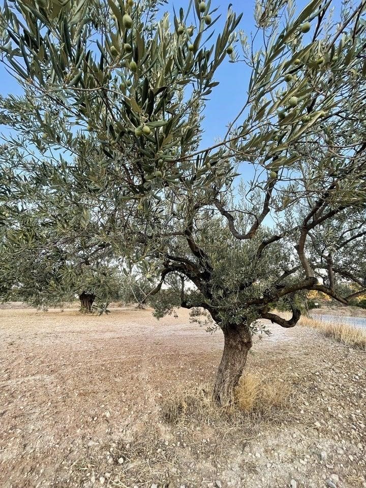 drzewko oliwkowe