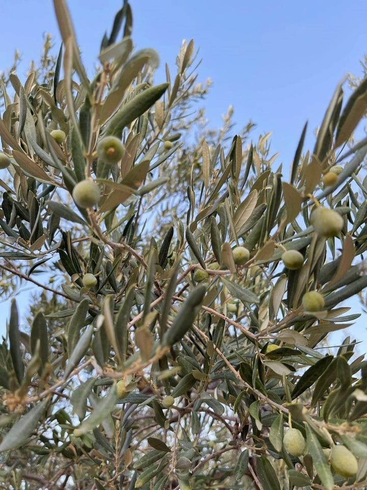 gałązki z oliwkami